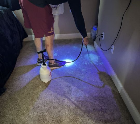 Professional Carpet Cleaner using bluelight to identify pet stains